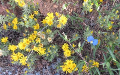 Yellow and blue wildflowers