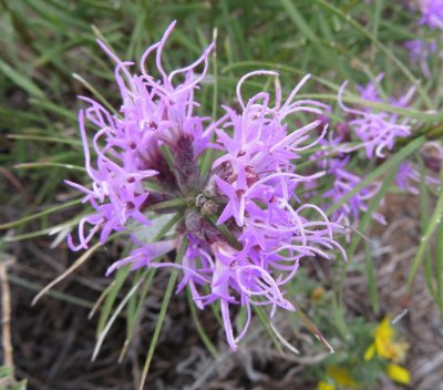 Close-up of wildflower