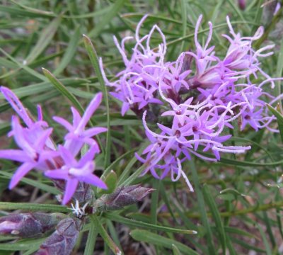 Wildflowers