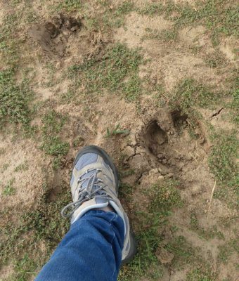 Mary compared her foot to a bison track at Lake Quanah Parker.