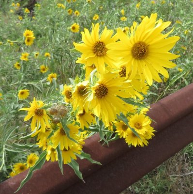 Along the road across from the visitor center, there were sunflowers growing next to the guard rail.