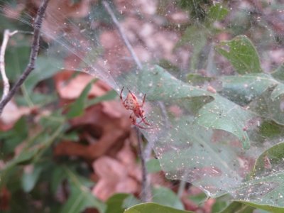 Mary spotted this spider in its web along the trail.