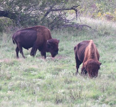 A little farther down the road, we found these two bison.