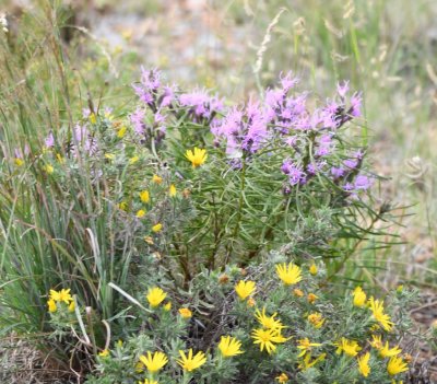 At the side of the road, we saw these yellow and lavender wildflowers.