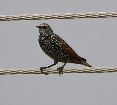 European Starling on the power line along the road to Holy City