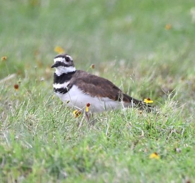 Killdeer on the grounds at Holy City