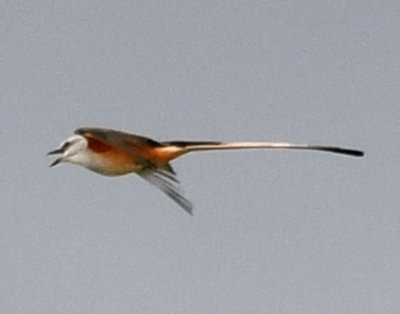 One of three Scissor-tailed Flycatchers we saw as we were leaving the Holy City.