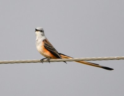 Adult male Scissor-tailed Flycatcher