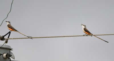 Scissor-tailed Flycatchers 