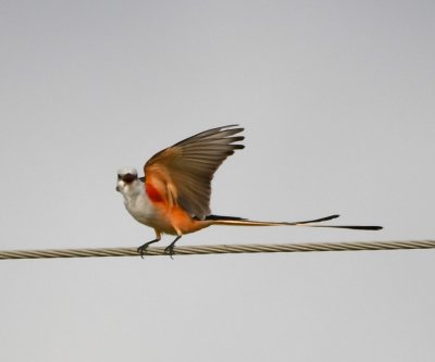 Scissor-tailed Flycatcher showing his underwing colors to us