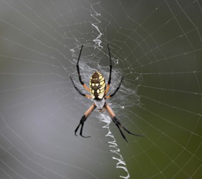 From the Holy City of the Wichitas, we drove to nearby Rush Lake; again we missed birds but found this garden spider.
