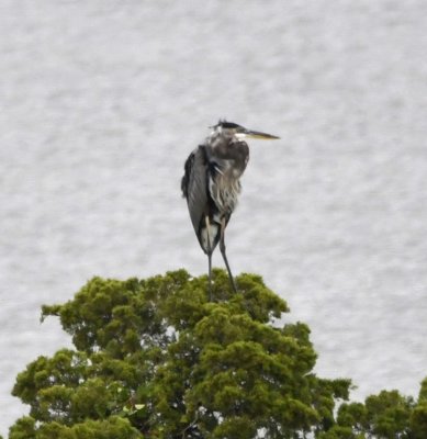 At Jed Johnson Lake, we saw a distant Great Blue Heron perched on top of an evergreen tree at the edge of the water.