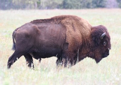Lone bison along SH 49