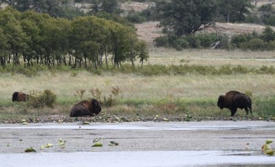 Bison on the east shore of Quanah Parker Lake
