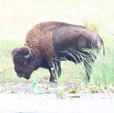 Lone bison
