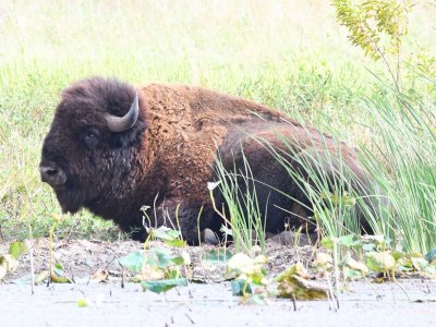 Bison in repose