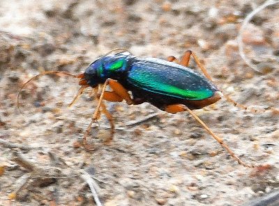 As we were walking back to the car, I saw this Tiger Beetle racing along in the dirt next to the trail.