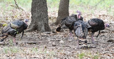 As we drove west on SH 49 near the education center, someone (probably Keri) spotted a group of Wild Turkeys walking through the trees.
