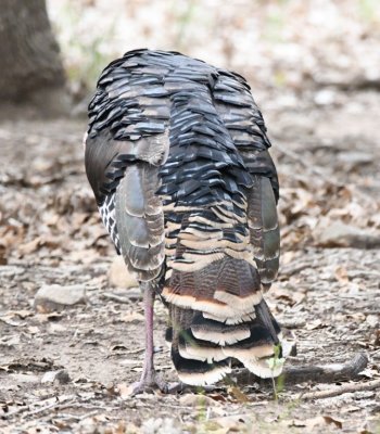 The feathers of the Wild Turkey are colorful.