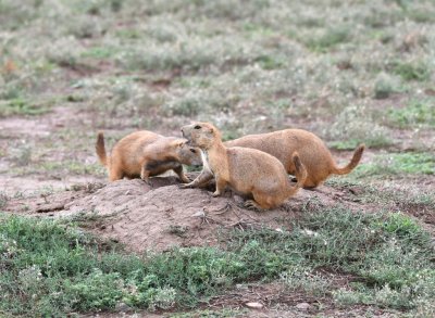 We stopped at the big Prairie Dog town to get some photos.