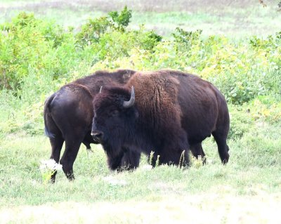 There were a couple of bison at the south edge of the Prairie Dog town.