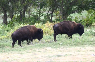 The bison didn't seem pleased to have our attention and started wandering farther away from us.