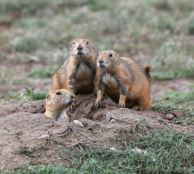 The Prairie Dogs, on the other hand, seemed to like our attention and posed amiably.