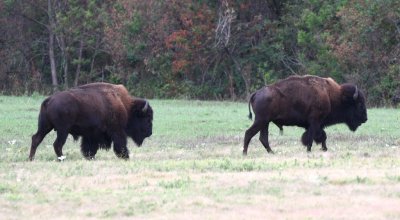 A pair of bison near the Prairie Dog town