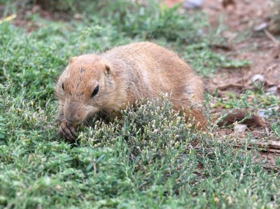 Prairie Dog chewing a morsel of grass