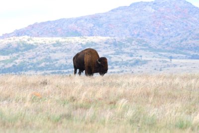 Another solitary bison on a hill