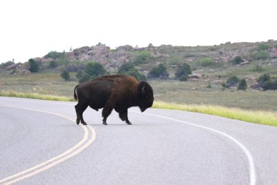 The second of two bison crossing the road in front of us