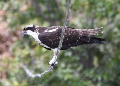 As we were leaving Medicine Park, Jan noticed this Osprey on a cable across Medicine Creek and Mary got a photo.