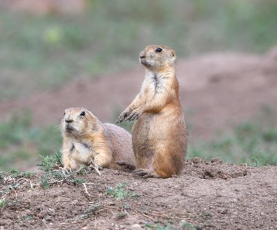 A pair of prairie dogs at the Holy City village where we stopped after lunch.