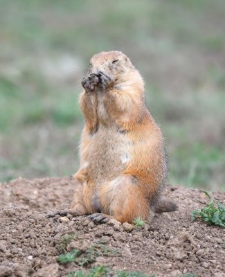 This prairie dog is either praying or smelling the fragrance of the grass on its fingers.