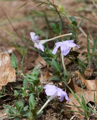 Lavender-colored wildflower