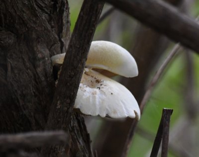 We walked the path from the parking lot at the Education Center to the lake and found this mushroom growing on a tree.