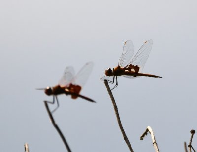 There weren't many birds out in the wind, but these dragonflies were holding on.