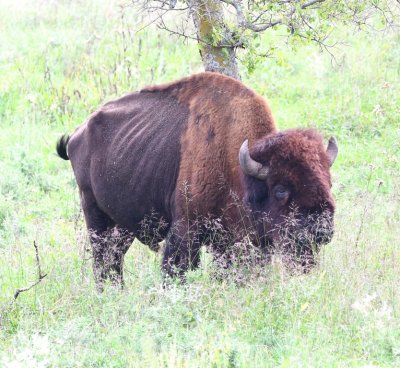 Another bison close-up