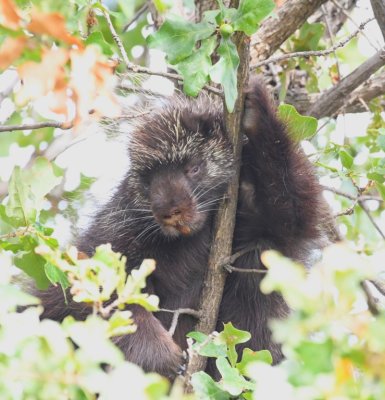 I walked out into the field to see if I could get a less obstructed view and found the porcupine looking down at me.