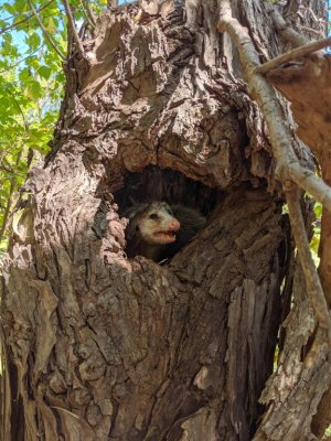 The next day, we took Jan and Keri to some of our birding haunts in the area around Lake Overholser. We found Keri was an excellent spotter--and not just spotting birds. She got us to stop and back up to a hollowed out tree where she'd seen this opossum.