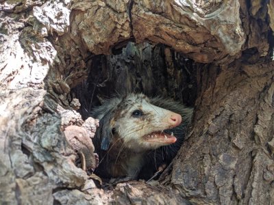 The opossum looked like it had been in the nearby water or in a fight; it did not look like it was having a good day.