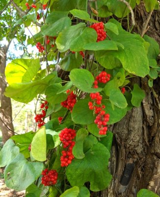 This red-berried vine was growing on a tree across from the opossum.