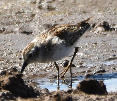 In this photo, you can see the yellow legs of the Least Sandpiper.