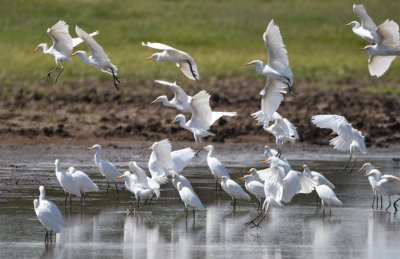 More cattle egrets flying