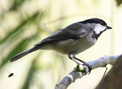 We found a Carolina Chickadee that had caught a green caterpillar (with a fly photo-bombing).