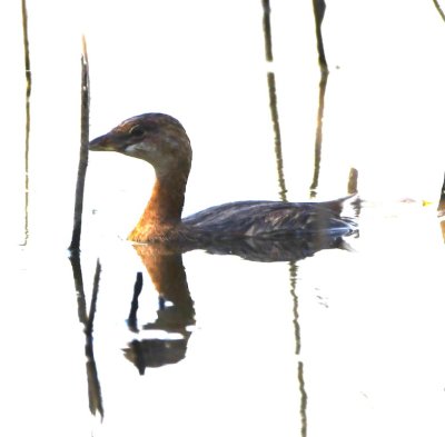 In one of the little ponds in the area, this Pied-billed Grebe was gliding quietly.