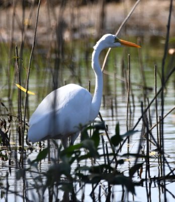 This Great Egret was fishing in the reeds in the next pond.