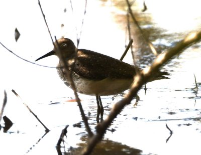 Solitary Sandpiper