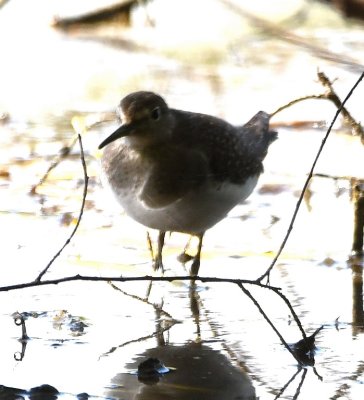 One of two Solitary Sandpipers at the edge of a small pond