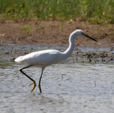Snowy Egret, in the next pond, showing its yellow foot
